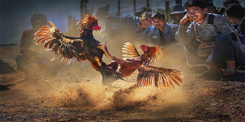 sin88 bet đăng nhập roulette số 1