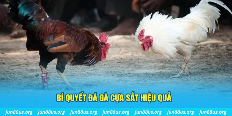 sin88 bet đá gà cựa dao