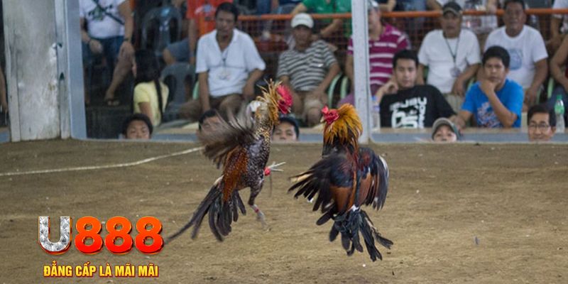 sin88 bet đăng nhập mậu binh online