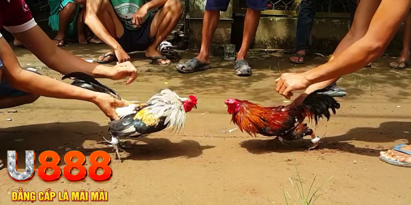 sin88 bet đăng nhập mậu binh rút tiền nhanh