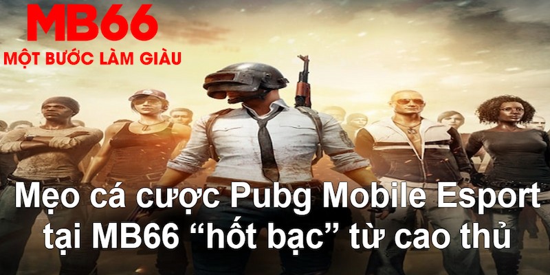 sin88 bet gà chọi mộc hóa